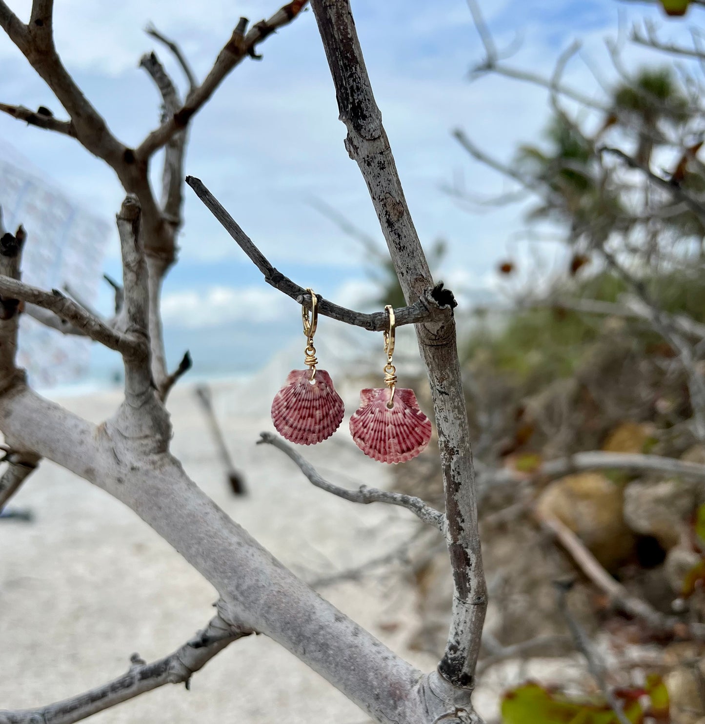 Scallop Shell Earrings