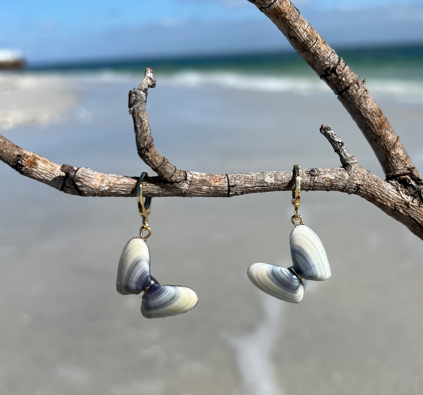 Dainty Coquina