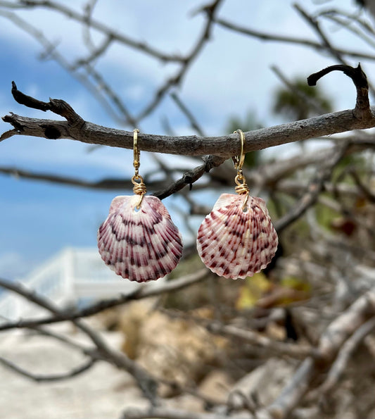 Scallop Shell Earrings