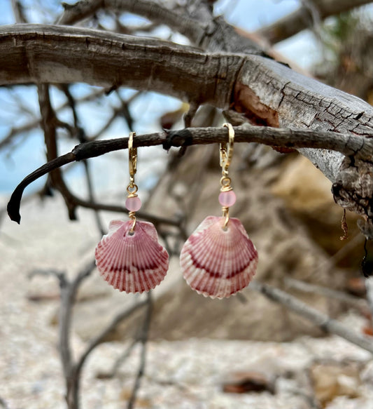 Scallop Shell Earrings