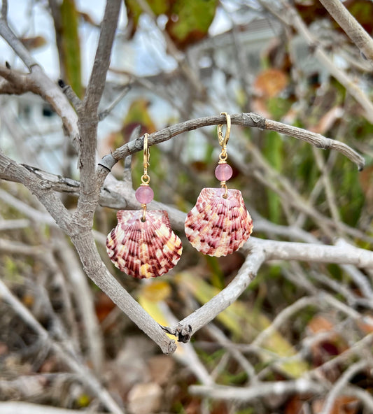 Scallop Shell Earrings