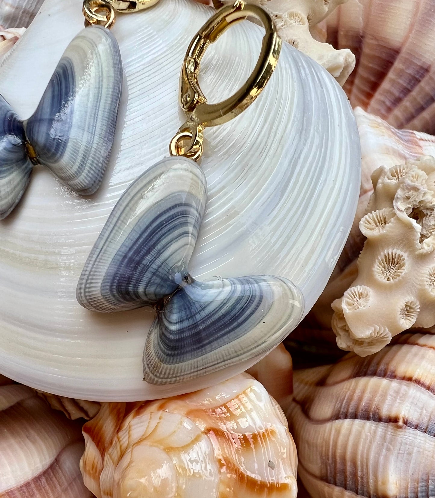 Coquina Shell Earrings