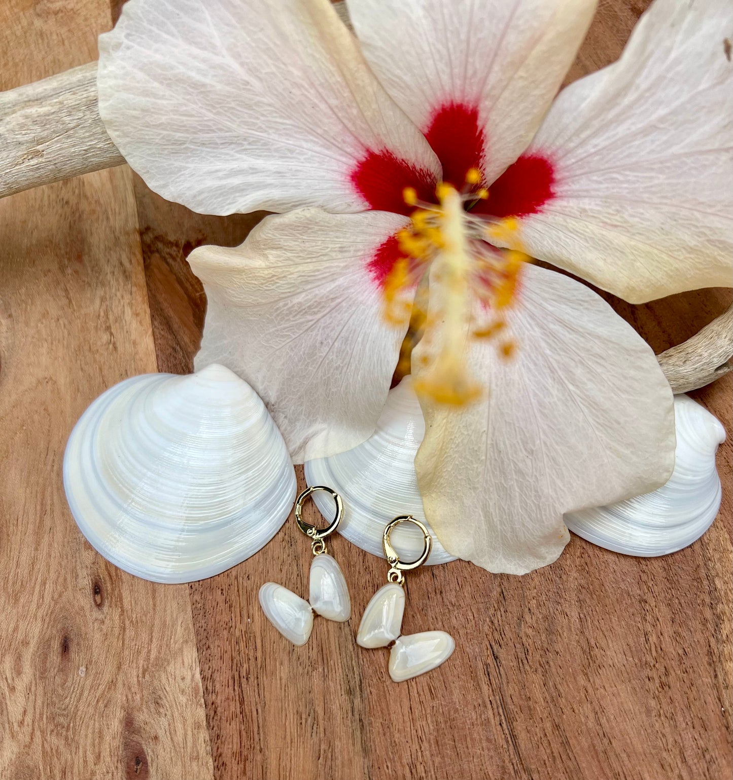 Coquina Shell Earrings