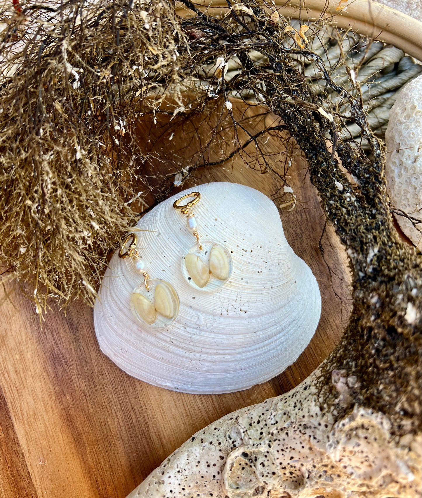 Coquina Shell Earrings