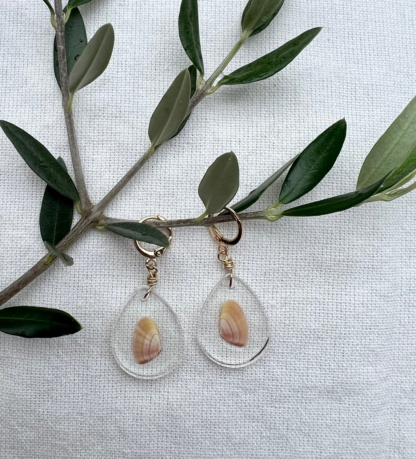 Coquina Clam in Teardrop Resin