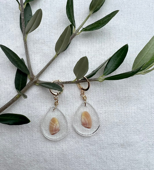 Coquina Clam in Teardrop Resin