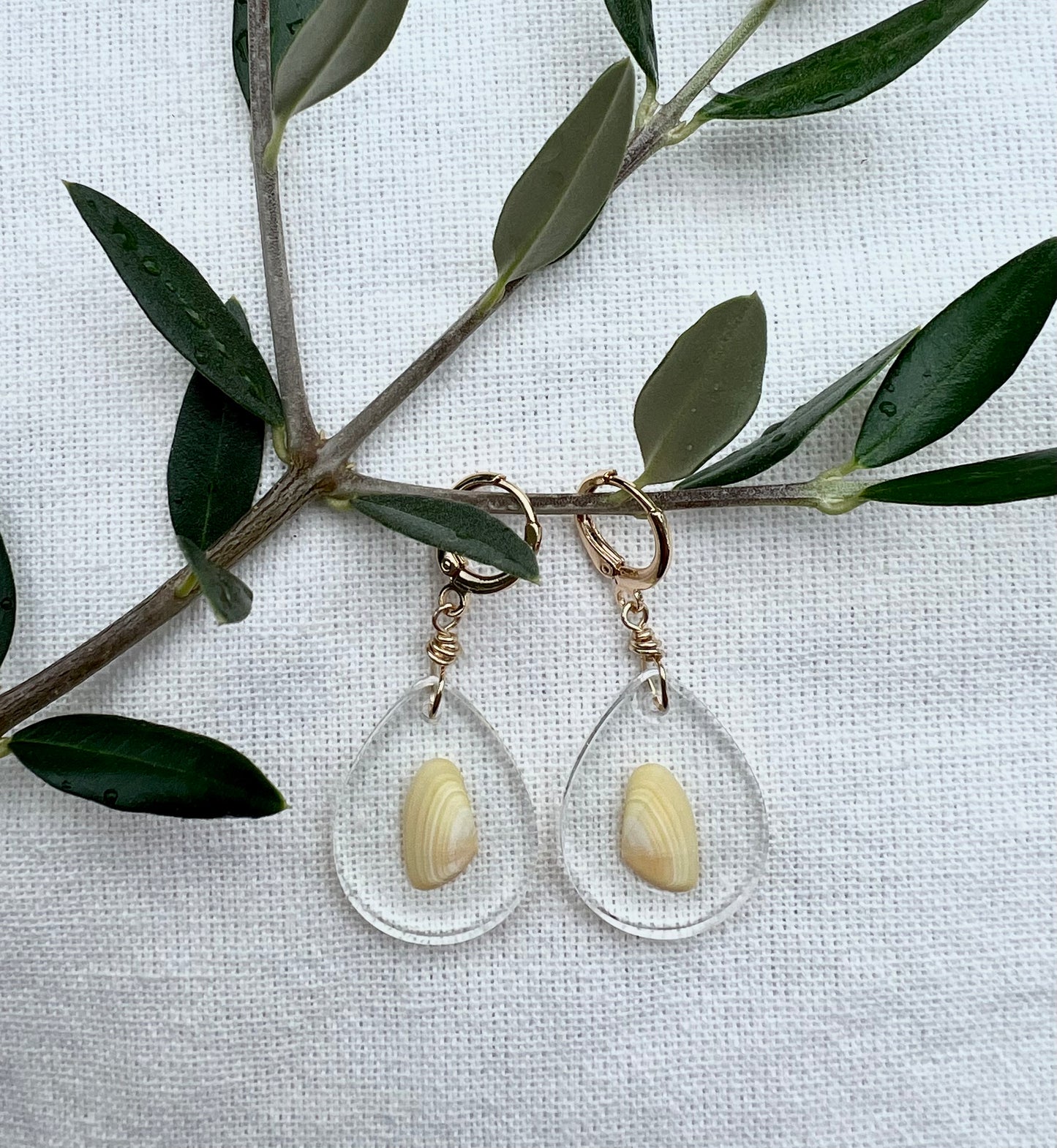 Coquina Clam in Teardrop Resin