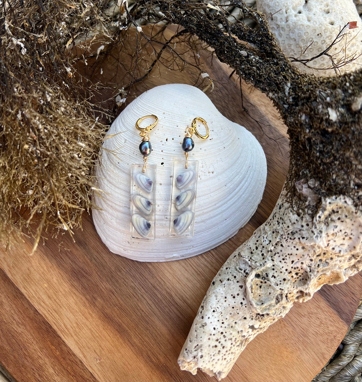 Coquina Shell Earrings