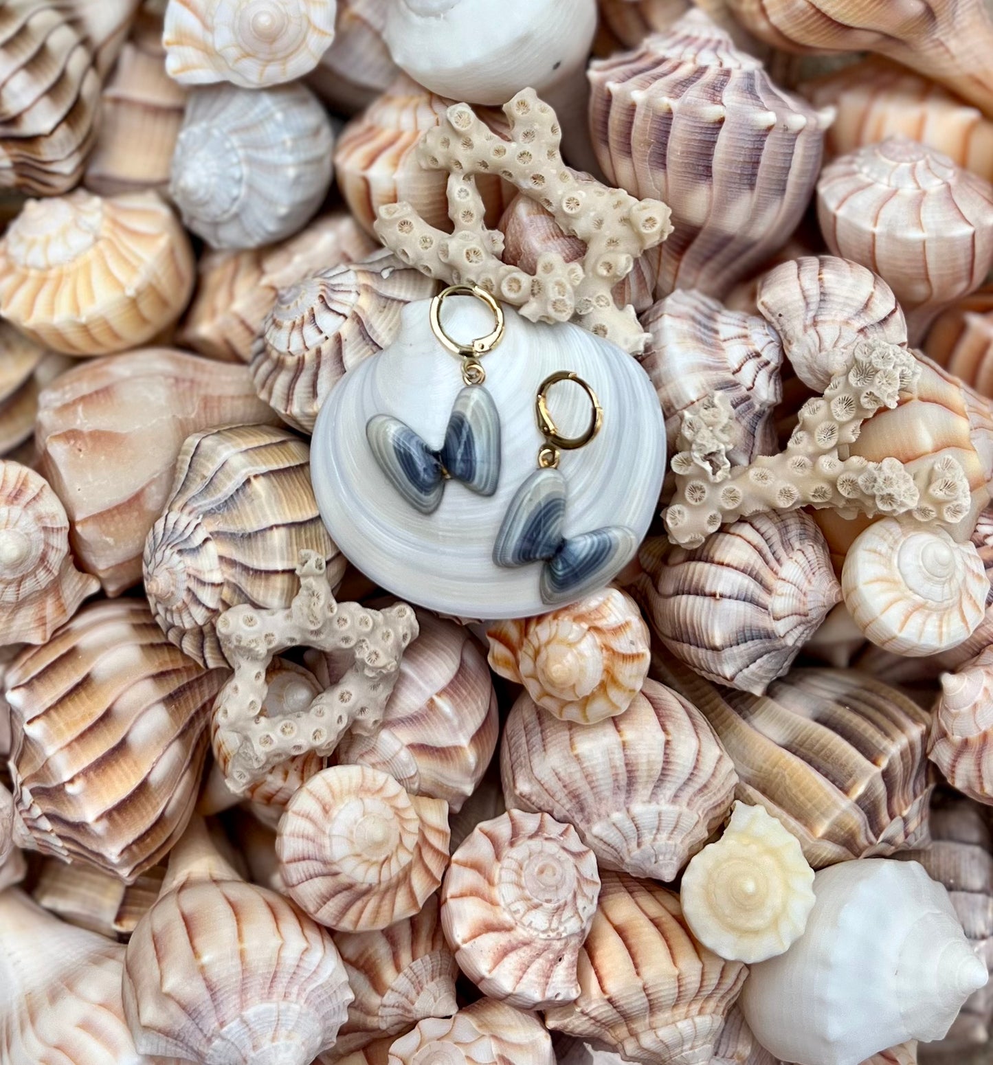 Coquina Shell Earrings