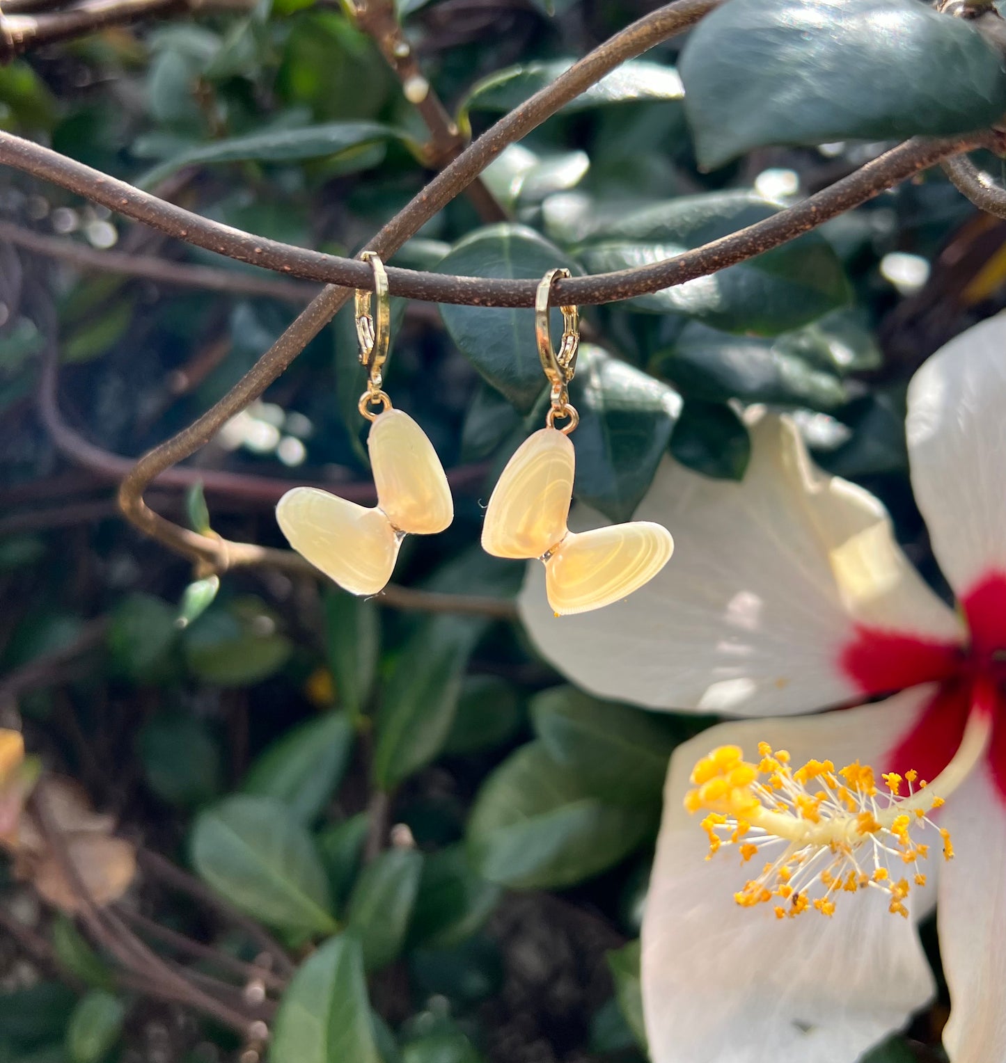 Coquina Shell Earrings