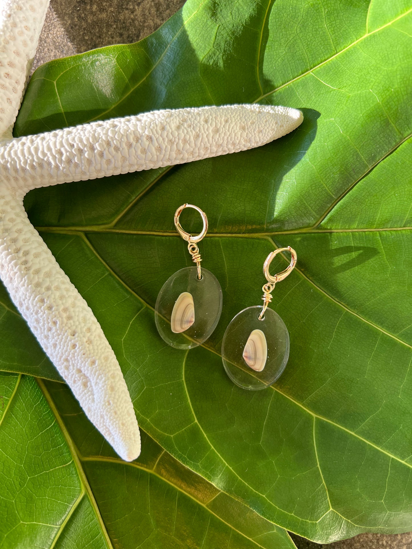 Coquina Clam in Oval Resin Earrings