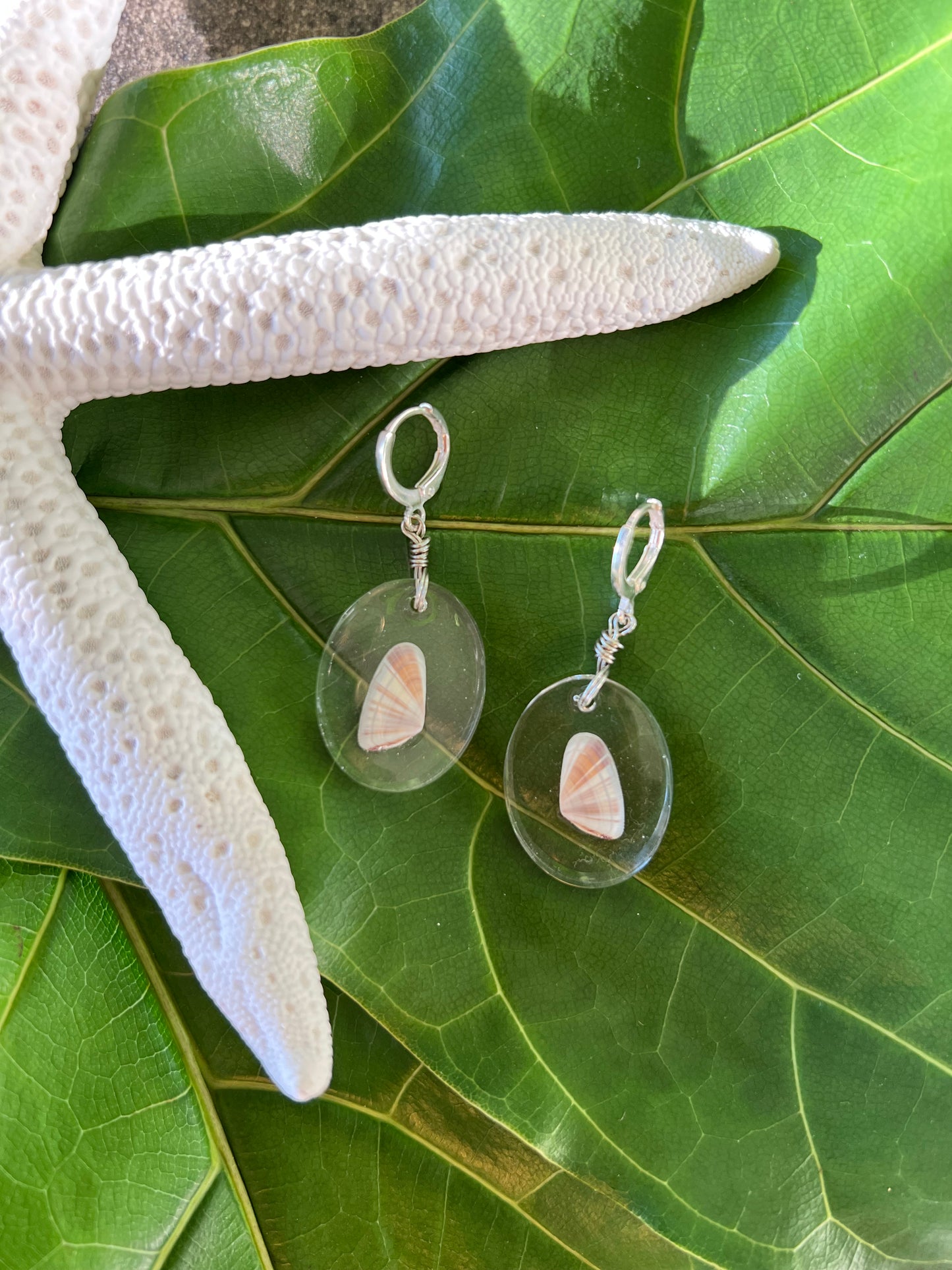 Coquina Clam in Oval Resin Earrings