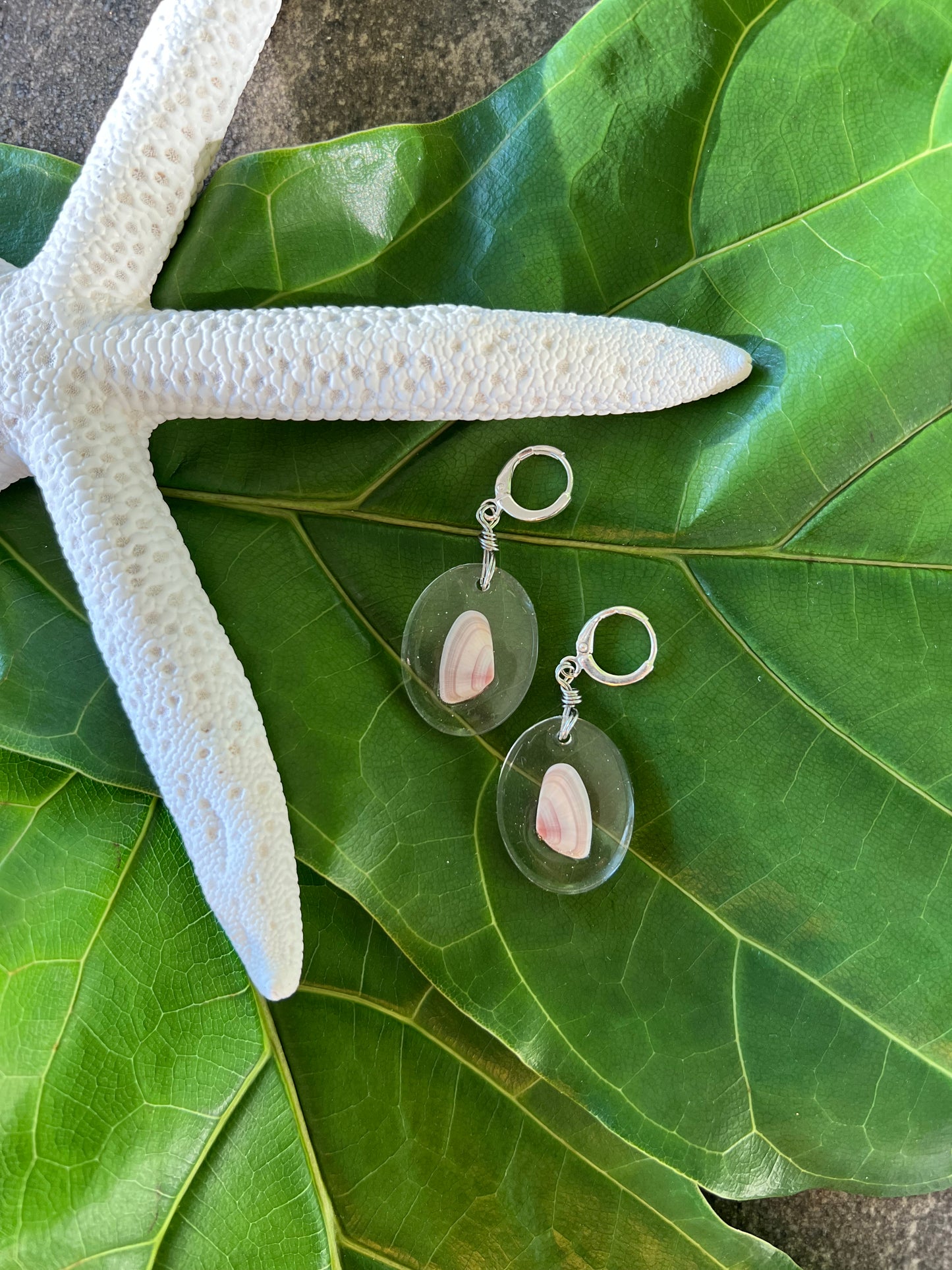 Coquina Clam in Oval Resin Earrings