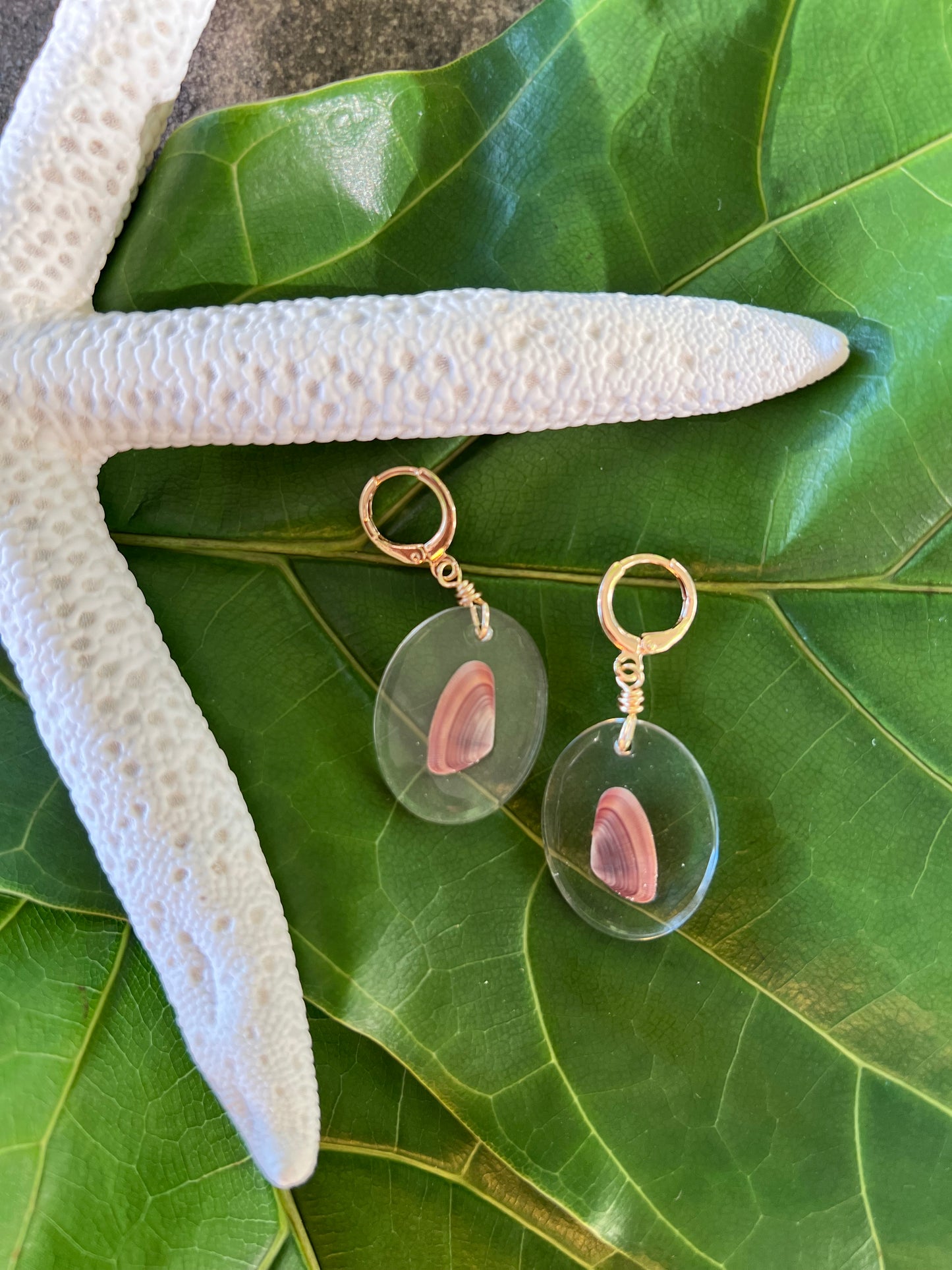 Coquina Clam in Oval Resin Earrings