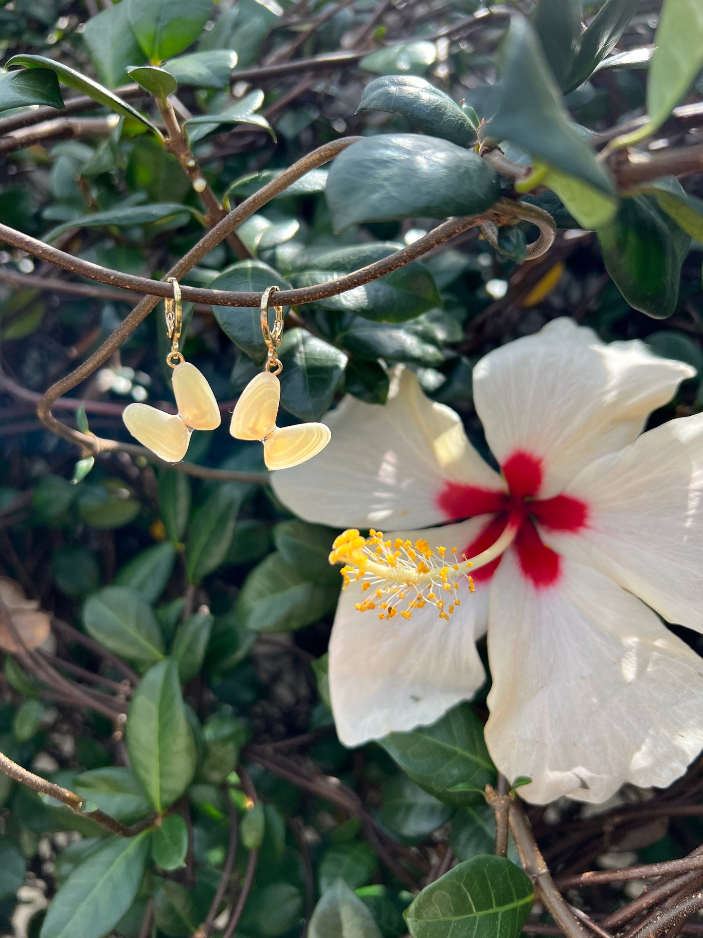 Coquina Shell Earrings