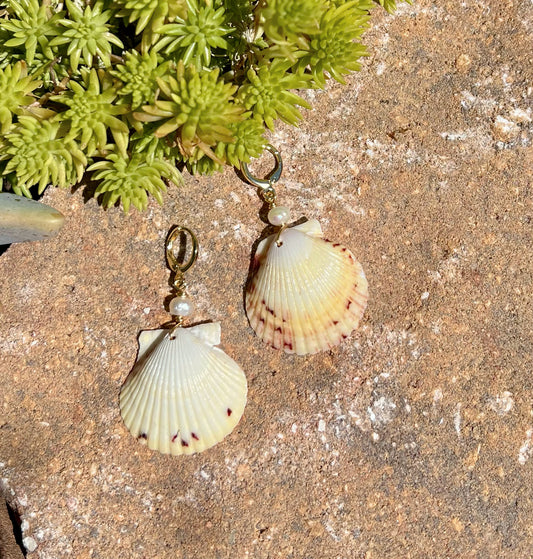 Scallop Shell Earrings